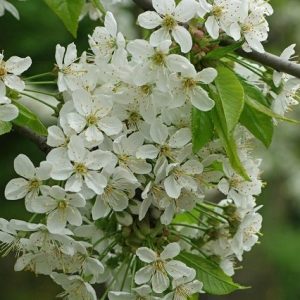 Cerezo silvestre - Prunus avium - Cerezo de monte