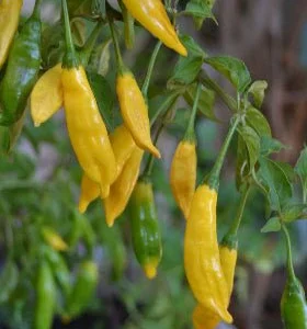 Chile Hot Lemon - Capsicum Baccatum - Semillas naturales