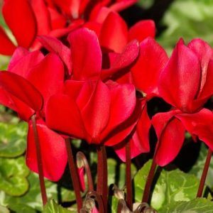 Ciclamen - Cyclamen persicum