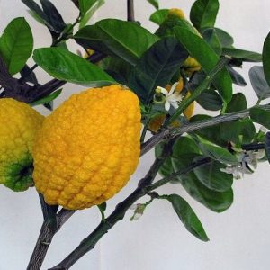 Cidra - Citrus medica