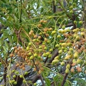 Cinamomo Umbraculifera - Melia azedarach Umbraculifera