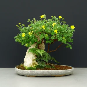 Cincoenrama leñoso - Potentilla fruticosa - Bonsai