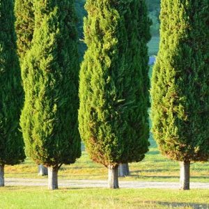 Ciprés Stricta - Cupressus sempervirens
