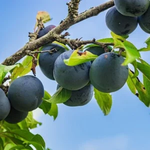 Ciruelo Black Amber - Prunus domestica
