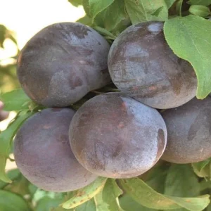 Ciruelo Black Diamond - Prunus subg. prunus