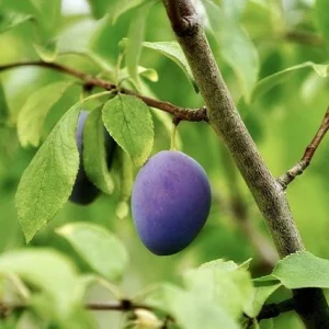 Ciruelo Fortune - Prunus domestica