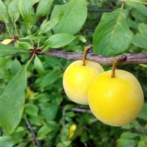 Ciruelo Golden Japan - Prunus domestica