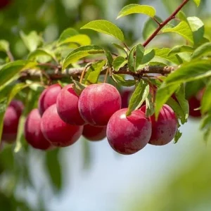 Ciruelo Santa Rosa - Prunus domestica