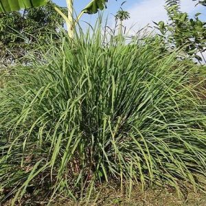 Citronela - Cymbopogon nardus