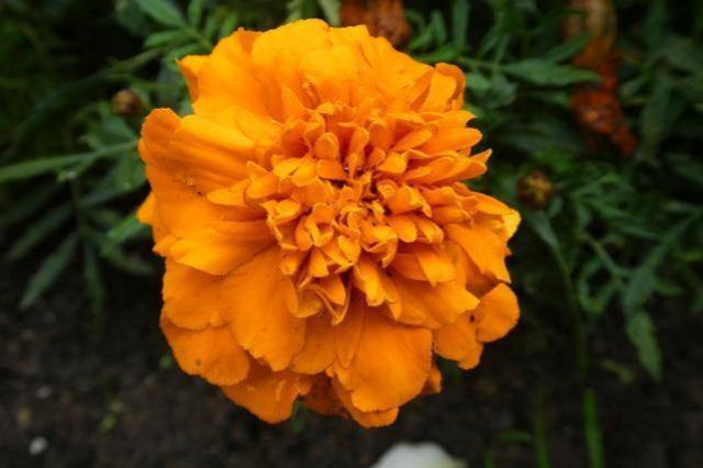 Clavel de moro - Tagetes patula - Imagen 3