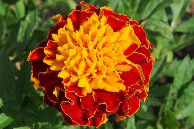 Clavel de moro - Tagetes patula - Imagen 4