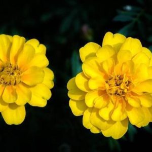 Clavel de moro - Tagetes patula