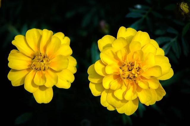 Clavel de moro - Tagetes patula - Imagen 2