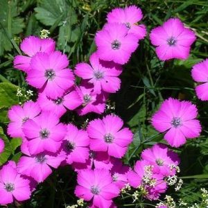 Clavel Kahori - Dianthus hybrid