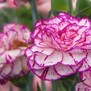 Clavel Lillipot - Dianthus caryophyllus