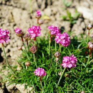 Clavelina de mar - Armeria maritima