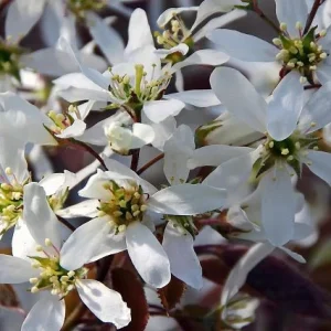 Cornijuelo - Amelanchier lamarckii
