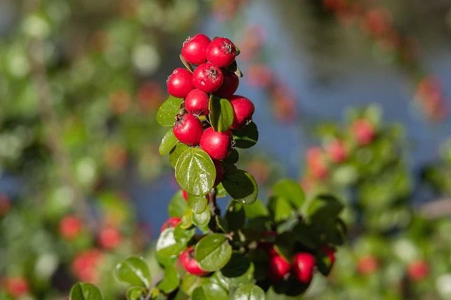 Cotoneaster Streib's Finding - Cotoneaster microphylla