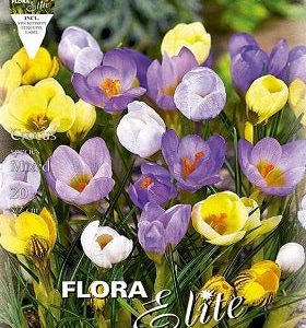 Crocus mezcla de colores - Crocus - Bulbos