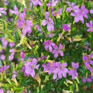 Cufea - Cuphea hyssopifolia