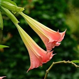 Datura arbórea - Brugmansia arborea