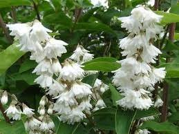 Deutzia - Variedades - Imagen 6