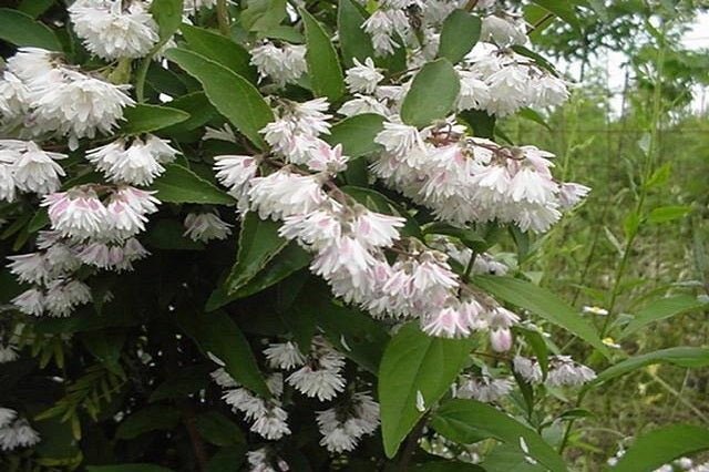 Deutzia - Variedades