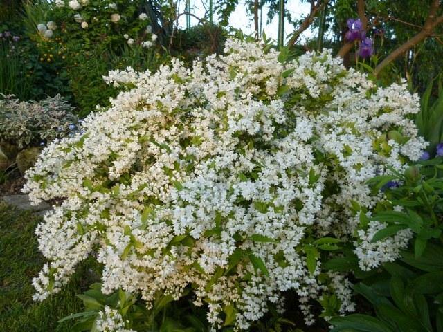 Deutzia - Variedades - Imagen 4