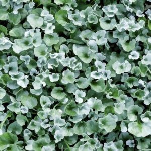 Dichondra Silver Falls - Dichondra argentea