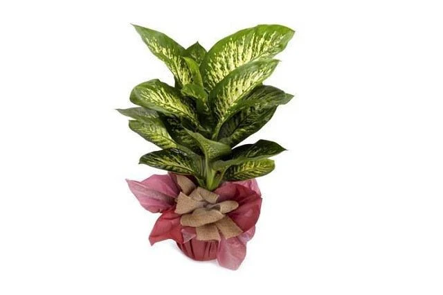 Difembachia decorada