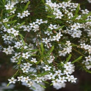 Diosma - Diosma ericoides