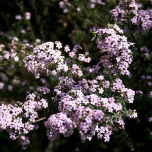 Diosma Pink Fountain - Diosma hirsuta pink fountain