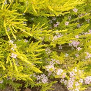 Diosma Sunset Gold - Diosma hirsuta sunset gold