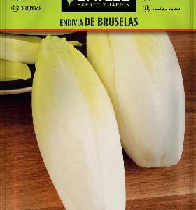 Endivia de Bruselas - Cichorium endivia - Semillas - Batlle