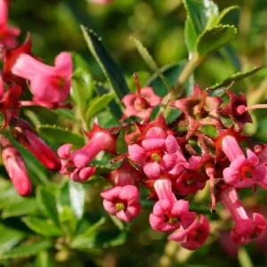 Escalonia Red Dream - Escallonia