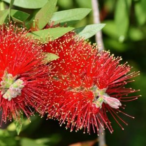 Escobillón rojo – Callistemon tige (árbol)