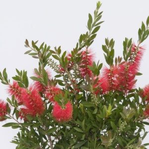 Escobillón rojo 'Splendens' - Callistemon citrinus