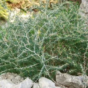 Esparraguera blanca - Asparagus albus
