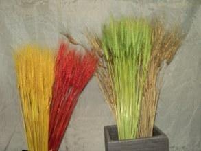 Espigas trigo natural color secas