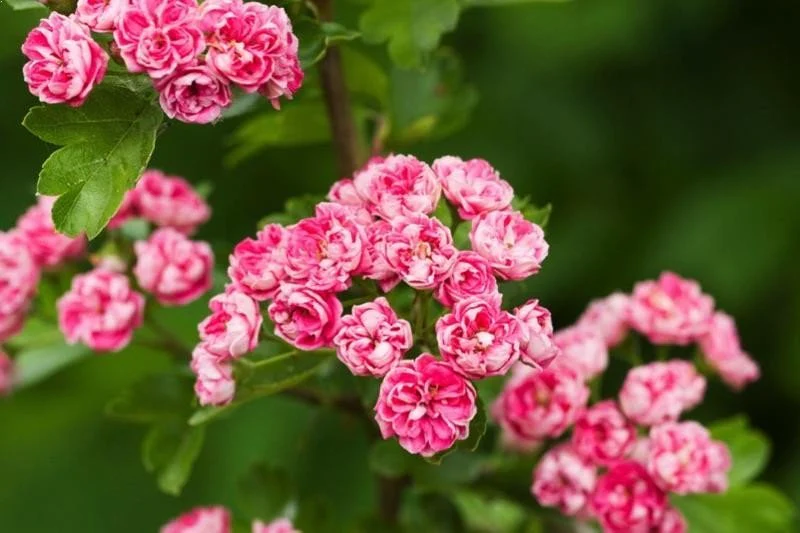 Espino navarro Rosea - Crataegus laevigata Rosea