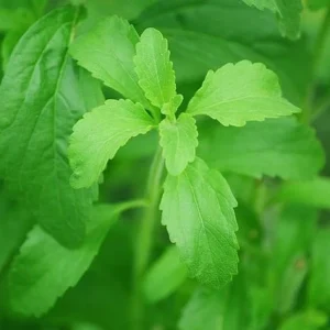Estevia - Stevia rebaudiana