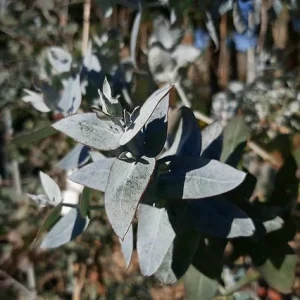 Eucalipto azul - Eucalyptus globulus