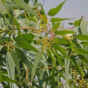 Eucalipto limón - Corymbia citriodora - Eucalyptus citriodora