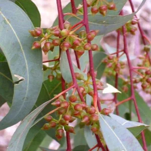 Eucalipto rojo - Eucalyptus camaldulensis