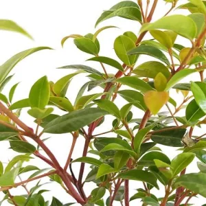 Eugenia Newport - Eugenia myrtifolia