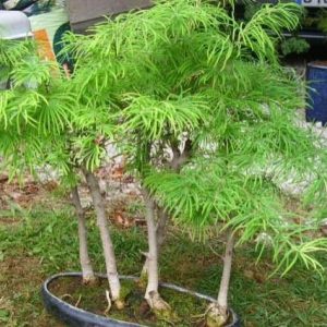 Falso alerce dorado - Pseudolarix amabilis - Bonsai
