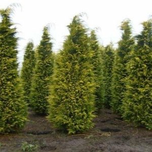 Falso ciprés de Lawson Columnaris - Chamaecyparis lawsoniana