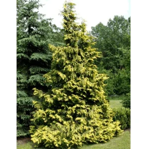 Falso ciprés de Nootka Pendula Aurea - Chamaecyparis nootkatensis