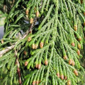 Falso ciprés de Nootka Pendula - Chamaecyparis nootkatensis