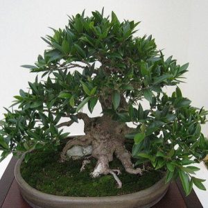 Ficus benjamina - Bonsai